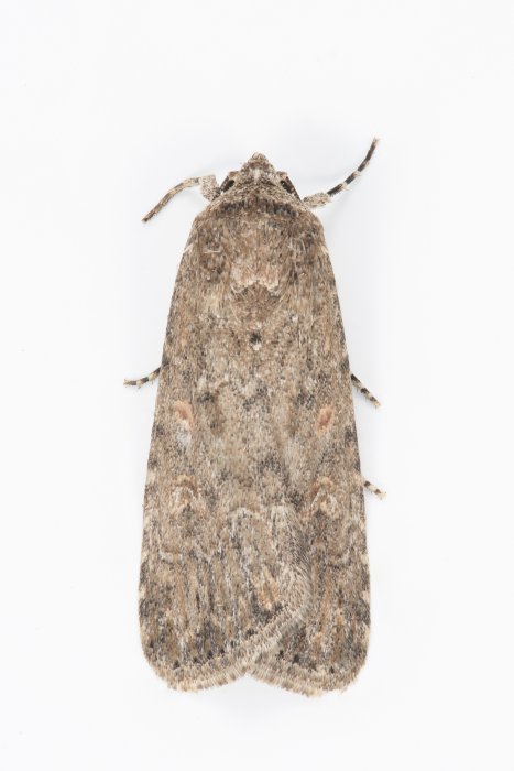 Spodoptera exigua