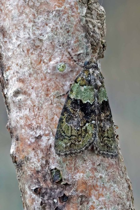 Tree-Lichen Beauty