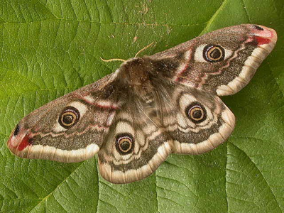Saturnia pavonia