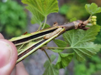 Currant Clearwing larvae in White Currant - Sandiacre - Emily Milnes