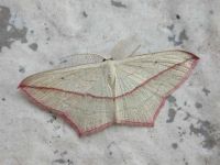 Blood Vein - Melbourne - Tony Davison©