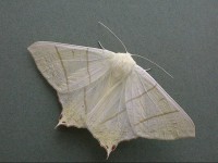 Swallow-tailed Moth - Melbourne - Tony Davison©