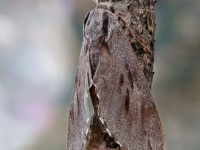 Pine Hawk-moth - 28th June 2026 - Melbourne - Tony Davison