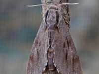 Pine Hawk-moth - 28th June 2026 - Melbourne - Tony Davison