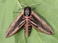 Privet Hawk-moth - 3rd June 2026 - Chellaston - Richard Pittam