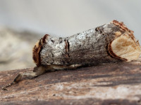 Buff-tip - 6th June 2026 - Chellaston - Richard Pittam