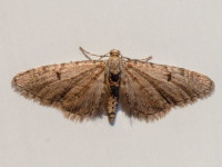 Ochreous Pug - 1st may 20-26 - Chellaston - Richard Pittam