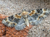 Toadflax Pug - 28th May 2026 - Chaddesden - Richard Pittam