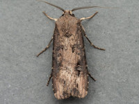 Dark Sword-grass - 6th June 2026 - Chellaston - Richard Pittam