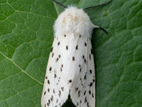White Ermine - 17/5/2026 - Chellaston - Richard Pittam
