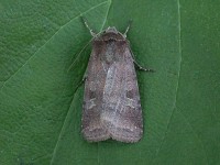 Small Square-spot -  Melbourne - Tony Davison©