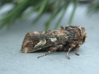 2179-pine-beauty