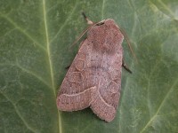 Common Quaker - Melbourne - Tony Davison©