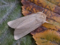 2199-common-wainscot-3jpg