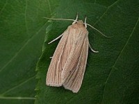 2199-common-wainscot