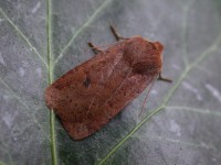 2259-chestnut