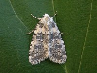 Marbled Beauty - 16th July 2006 - Melbourne Tony Davison©