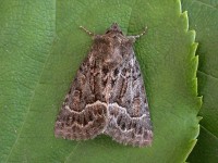 Straw Underwing - 30th July 2004 -  Melbourne - Tony Davison©