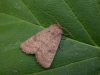 2381-uncertain-hoplodrina-alsines