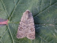 2389-pale-mottled-willow-2