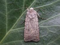 2389-pale-mottled-willow