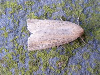 2391-silky-wainscot