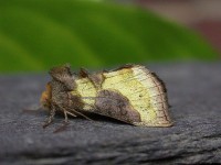 2434-burnished-brass3