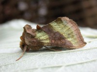 2434-burnished-brass5