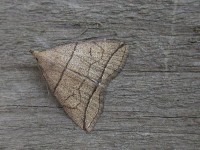 2492-small-fan-foot