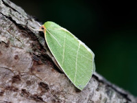 Scarce Silver-lines - 16th June 2025 - Chaddesden - Martin Roome