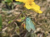 Cistus Forester on food plant - 18th May 2025 - Harboro Rocks - Clive Ashton
