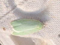 Cream-bordered Green Pea - 11th June 2025 - Mickleover- Peter Walley©