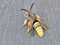 Lunar Hornet Moth - 12th June 2025 (am) to LUN Lure - Cromford - Clive Ashton