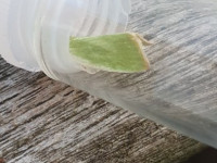 Cream-bordered Green Pea - 11th June 2025 - Chaddesden - Martin Roome©