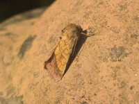 Bordered Sallow - 17th June 2025 - Sandiacre - Emily Milnes