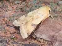 Bordered Straw - 18th June 2025 - Belper - Dave Newcombe