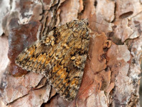 Dark Crimson Underwing - 11th July 2025 - Chaddesden - Martin Roome