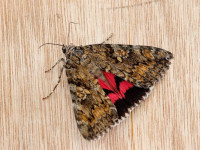 Dark Crimson Underwing - 11th July 2025 - Chaddesden - Martin Roome