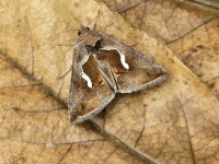 Dewick's Plusia - 3rd August 2025 - Cromford - Clive Ashton