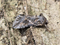 Ni Moth - 20th August 2025 - Cromford - Clive Ashton