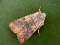 Dusky-lemon Sallow - 5th October 2025 - Findern - Brian Hallam