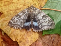 Clifden Nonpareil - 14th Oct 2025 - Belper - Dave Newcombe