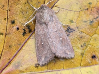 White-point - 30th Oct 2025 - Cromford - Clive Ashton 