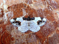 Scorched Carpet - 4th May 2026 - Belper - Dave Evans