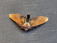 Scorched Wing - a rather strange abberation - 22nd May 2026 - Cromford - Clive Ashton