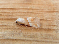Small Marbled - 29th May 2026 - Belper - Dave Evans