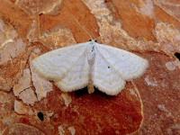Lesser Cream Wave - 7th July 2026 - Belper - Dave Evans