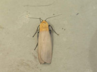 Four-spotted Footman - a male - 10th July 2026 - Whaley Bridge - Angie Seymour