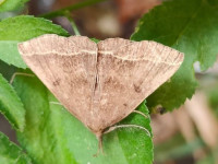 Plumed Fan-foot - 17th July 2026 - Long Eaton - ©Steve Thorpe - 1st VC57 Record