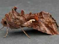 Silver Y - possibly of the form ab. rufescens - 17th/18th July 2026 - Chellaston - Richard Pittam